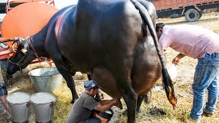 Worlds No 1 Highly Milking Biggest Udder Murraha Buffalo  Indean Buffalo  Best Dairy Buffalo [upl. by Neivad]