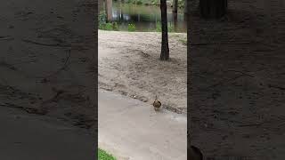 Mallard hen excited quacking 🤗 nature animals birds ducks mallard muscovyduck park river [upl. by Nosahc]