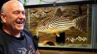 BREEDING Corydoras  50 Years of Experience [upl. by Elset]