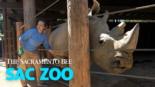 Meet J Gregory The Sacramento Zoos First Rhino [upl. by Eihtak342]