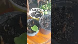 plants alocasia plantcare propagation houseplants youtubeshorts shorts shortsfeed fyp fypシ [upl. by Adnat]