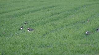 Northern Lapwing 06Mar2020 [upl. by Pierrette]