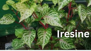 Iresine Herbstii PlantBlood Leaf PlantAmaranth Plant Grow amp care Beautiful Summer Plant [upl. by Cordeelia]