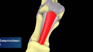 Ligamentos y tendones de la mano del equino [upl. by Faustena481]