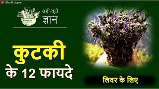 कुटकी के फायदे  PICRORHIZA KURROA BENEFITS FOR LIVER CIRRHOSIS HEPATITIS C TREATMENT IN HINDI [upl. by Rama764]