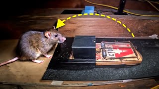 The BEST way to remove rats in an atticfast [upl. by Armbruster25]