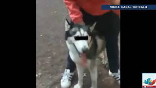 Perro Husky siberiano mata a Pomerania en el Parque Hundido [upl. by Atlee26]