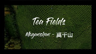 Tea Fields I MoganShan China [upl. by Irah867]