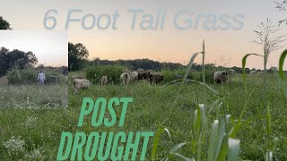 EP 65  Regenerative Farming  6 Foot TALL GRASS  Post Drought [upl. by Nandor]