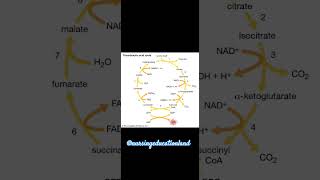 TRICARBOXYLIC ACID CYCLENursingeducationlandbiochemistrycyclesmedicalnursingpulsewaheguru [upl. by Eelasor656]