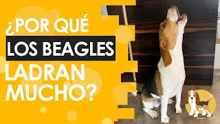 ¿Por qué mi beagle ladra mucho [upl. by Philo]