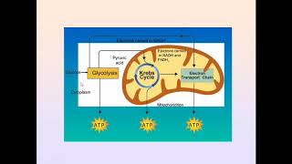 Pyruvate Dehydrogenase Complex Regulation Significance and Deficiency in Urdu Hindi  Metabolism [upl. by Asusej]