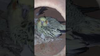 Cocktail birds birding birds cockatiel viralvideo🪺🪺🪺🪺🪺 [upl. by Rizas]