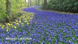 Muscari Latifolium  Grape Hyacinth Bulbs from Holland [upl. by Cahan]