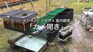 20240330 カメの飼い方⑩🐢📖 「カメ開き」のカメランド 編イシガメ・クサガメ屋外飼育wildMauremys japonicaMauremys reevesii [upl. by Einnoj639]