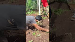 Proper Techniques for Digging and Transplanting a Hainan Huanghuali Tree [upl. by Hope981]