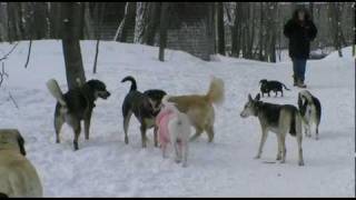 Education canine Dog walking à Montreal [upl. by Past]