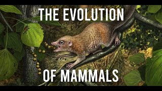 The Evolution of Mammals [upl. by Velda20]