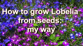 Seedlings in 7 days My way How to Grow Lobelia Plants from Seeds  Alexas Garden [upl. by Faria]