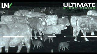 Thermal Predator Hunting  45 Coyotes Down with the IR Hunter MKIII [upl. by Helbonna]