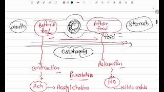 Peristalsis  Gastrointestinal Physiology  MBBS first year [upl. by Mcginnis]