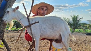 Criação de cabras leiteira no município de Monte das GameleirasRN [upl. by Atineg396]