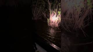 Everglades late night adventure We found Smitties Lake 🎣 everglades wildlife florida [upl. by Akla]