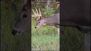 Big Buck with hanging velvet 5 [upl. by Lotte]