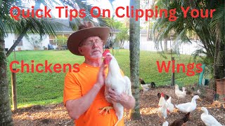 How to Clip Your Chickens Wings Safely [upl. by Plato832]