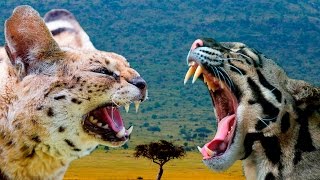 Serval vs Ocelot Cat  Differences Explained [upl. by Llenrac]