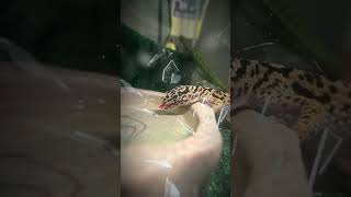 W edit GAMEBO gecko leopardgecko fyp funny shots YouTube capcut reptiles gamebothegecko [upl. by Carlin]