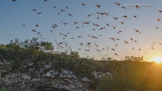 Solar eclipse 2024 Photographer to study bats reaction [upl. by Steep755]