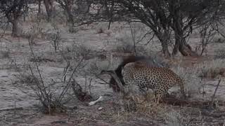 Hyena vs leopard [upl. by Irmgard]