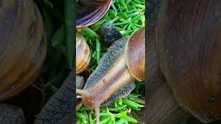 Watch This Giant Snail Navigate Through a Jungle of Grass 6 [upl. by Naashom899]