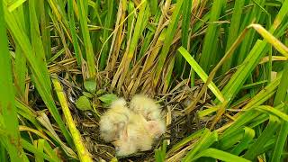 Review Bittern Bird Nest [upl. by Eecart83]