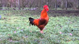 Chant du Coq Marans The Marans rooster song [upl. by Liatnahs]