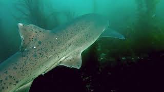 Ancient Sevengill shark  San Diego [upl. by Inaffyt]