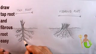 How TO Draw Tap Root And Fibrous Root Step By StepHow To Draw Fibrous Root [upl. by Llewen]