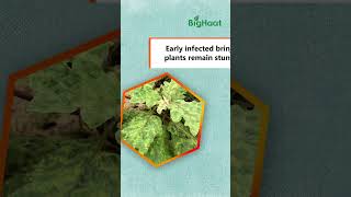 Identify Brinjal Mosaic Virus Symptoms farmingvideos shorts [upl. by Kaitlin]