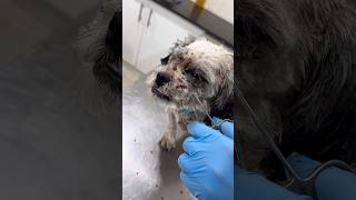 Tick amp Flea in dogs ☎️ 0327 2323388 vet pets vetlife fyp shorts shitzu shihtzu viralvideo [upl. by Drauode]