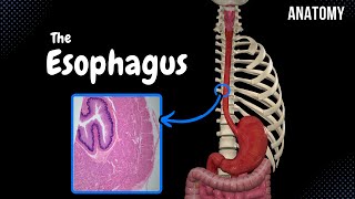 Esophagus Parts Curvatures Constrictions Layers  Anatomy [upl. by Lalad925]