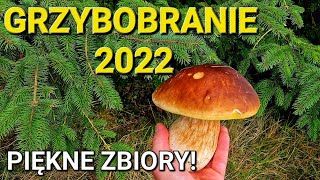 GRZYBOBRANIE 2022 Wysyp grzybów Kosimy PRAWDZIWKI borowiki [upl. by Granthem]