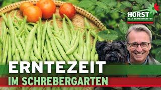 Bohnen und Tomaten richtig ernten  Horst sein Schrebergarten [upl. by Eetak]