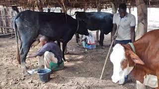 Ferme de vaches laitières métisses  plus de 1000 litres de lait jour avec la traite manuelle [upl. by Nylarej743]