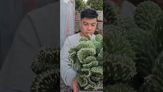 Extremely beautiful Opuntia Cylindrica Cristata dance video music plantmusic [upl. by Pegasus]