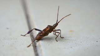 Western conifer seed bug Leptoglossus occidentalis  Guisando Spain 6102024 [upl. by Evannia575]