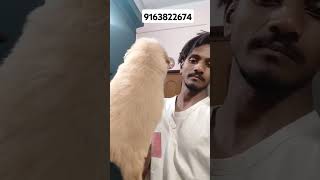 ❤goldan pappy 🥰pets trending doglover viralvideo gold [upl. by Amathist]