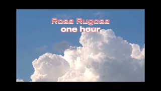 Rosa Rugosa  one hour [upl. by Debera]