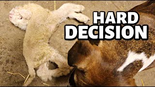 It was a HARD decision but our DEFORMED lamb needed put down😔  Vlogmas 2022  Vlog 648 [upl. by Roana]