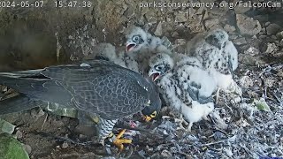 Alcatraz Peregrine Falcon Nest Larry feeds 4 chicks late lunch 🐥 Then its playtime 😄 2024 May 7 [upl. by Eniamerej]